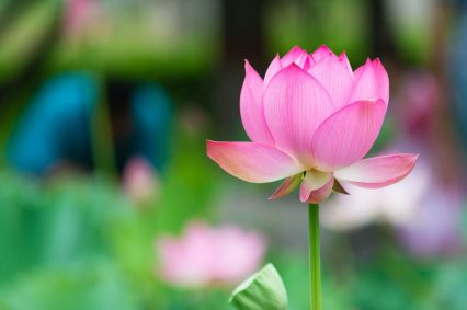 Flower Pink Lotus
